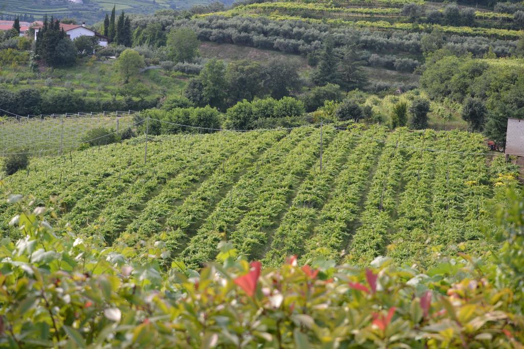 Corte Tamellini Hotel Soave  Exterior photo